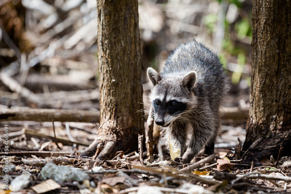 Fototapeta premium Racoons in El Corchito Ecological Reserve Mexico
