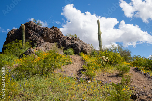 Blooming Flowers in the Sonoran Desert at Picacho Peak State Park