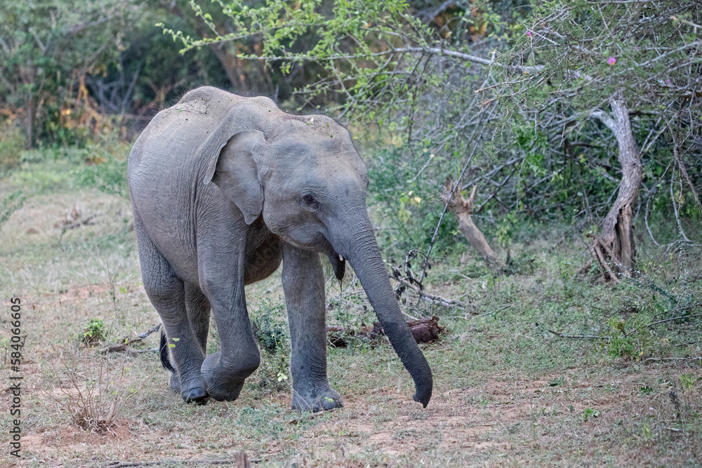 A young elephant walks along the jungle scrummaging for food. 