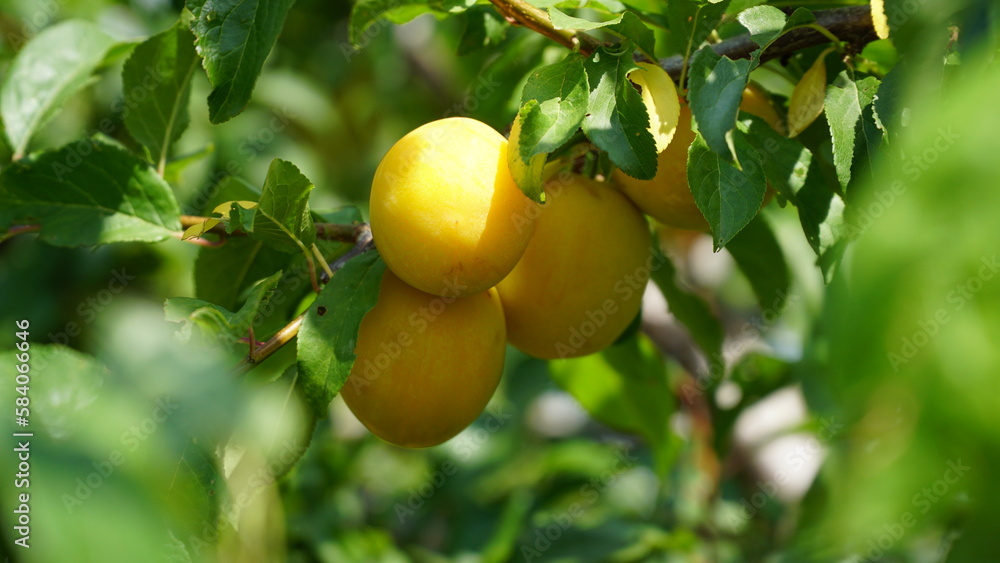 Yellow plum. Prunus cerasifera. Plum fruits are ripening on the branches of the tree
