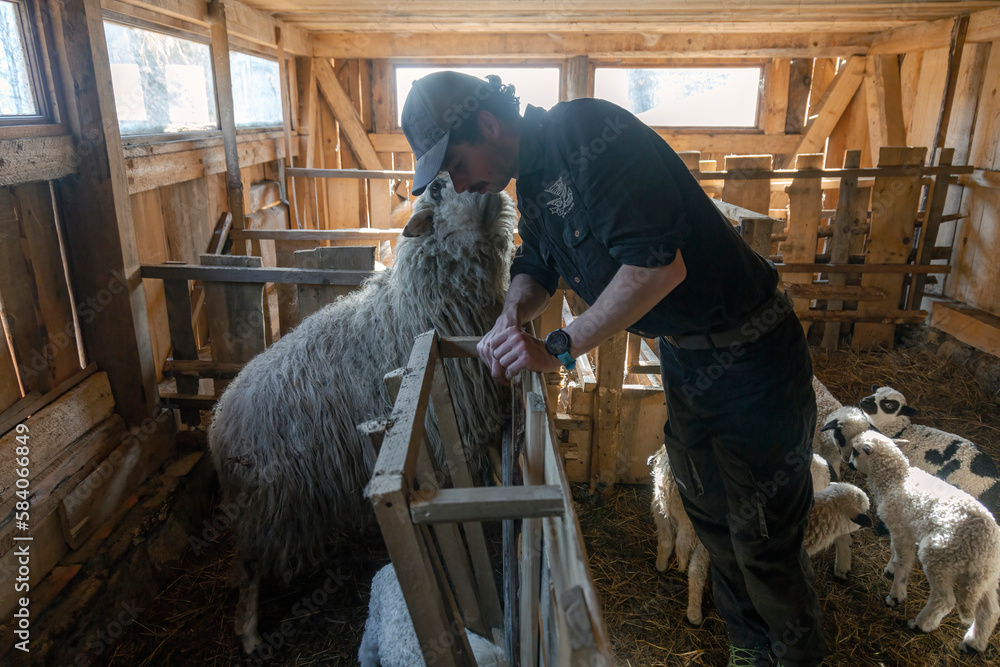 Breeder man feeding a sheep with a bucket of food
