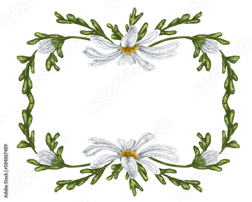 The frame is made of large wild daisies. Flowers, buds and leaves. On a white background. Design for herbal tea, natural cosmetics, aromatherapy, health products © Helenika