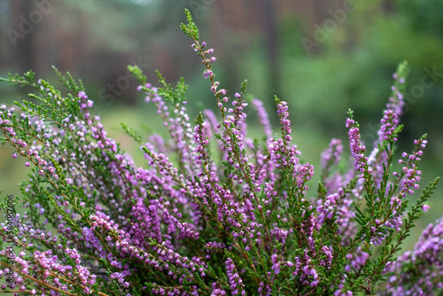 The purple heather blooms. Autumn is here  The forest and blue sky blurred in the background.