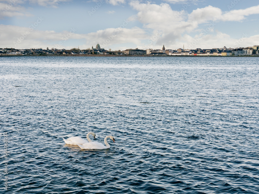 Fototapeta premium White swans in the ocean with Galway city, Ireland in the background. Stunning graceful birds living off the town.