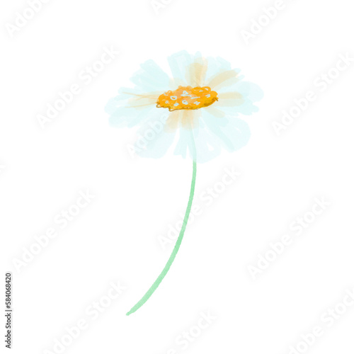 Watercolor daisy flower transparent background, watercolor flower, watercolor floral for wedding card