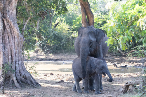 Photography A female elephant protects her calf in the jungle.