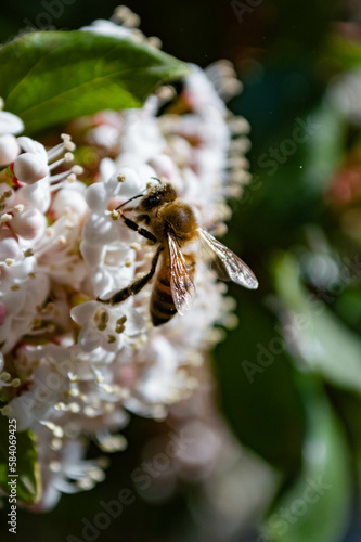 bee on a flower © Nikita