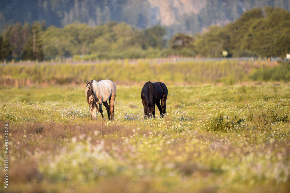 Obraz premium beauty of the horses in the green pastures while they eat from the grass in the stables