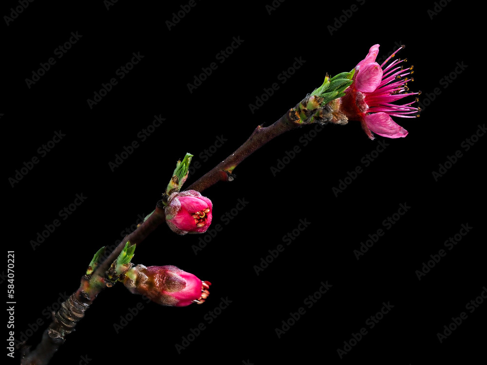 Fototapeta premium Pfirsich (Prunus persica) - lila Blüten Foto-Kunstdrucke mit Pflanzen , für BaBlüten Foto-Kunstdrucke mit Pflanzen , für Banner, Druck, Poster, Gruß- und Einladungskarte.