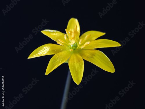 Ficaria verna / Scharbockskraut- gelbe Blüte, Foto-Kunstdrucke mit Pflanzen , für Banner, Druck, Poster, Gruß- und Einladungskarte.