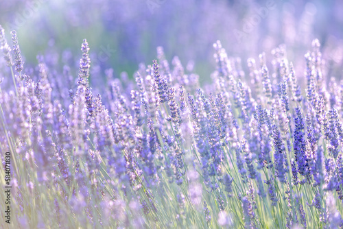 Lavender bushes closeup on sunset. Sunset gleam over purple flowers of lavender. Provence region of France.