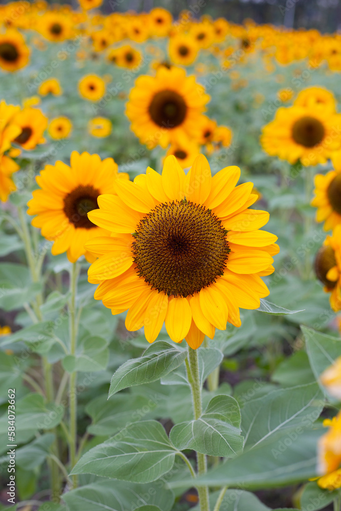 Sunflower field, Beautiful summer landscape. Sunflower field, Beautiful summer landscape.