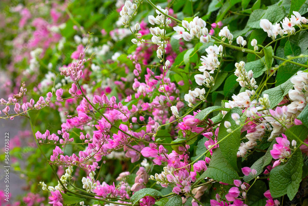 Mexican creeper, Chain of love, Coral vine. Pink flower Mexican creeper, Chain of love, Coral vine. Pink flower