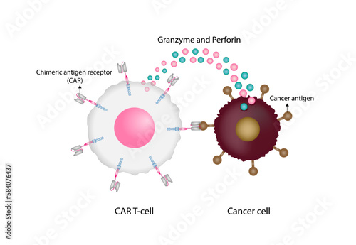 CAR T-cell therapy and Cancer treatment . Chimeric antigen receptor T cells. T cell receptor proteins that have been engineered to kill cancer ells. CAR T cells immunotherapy. Cancer therapy. Vector photo