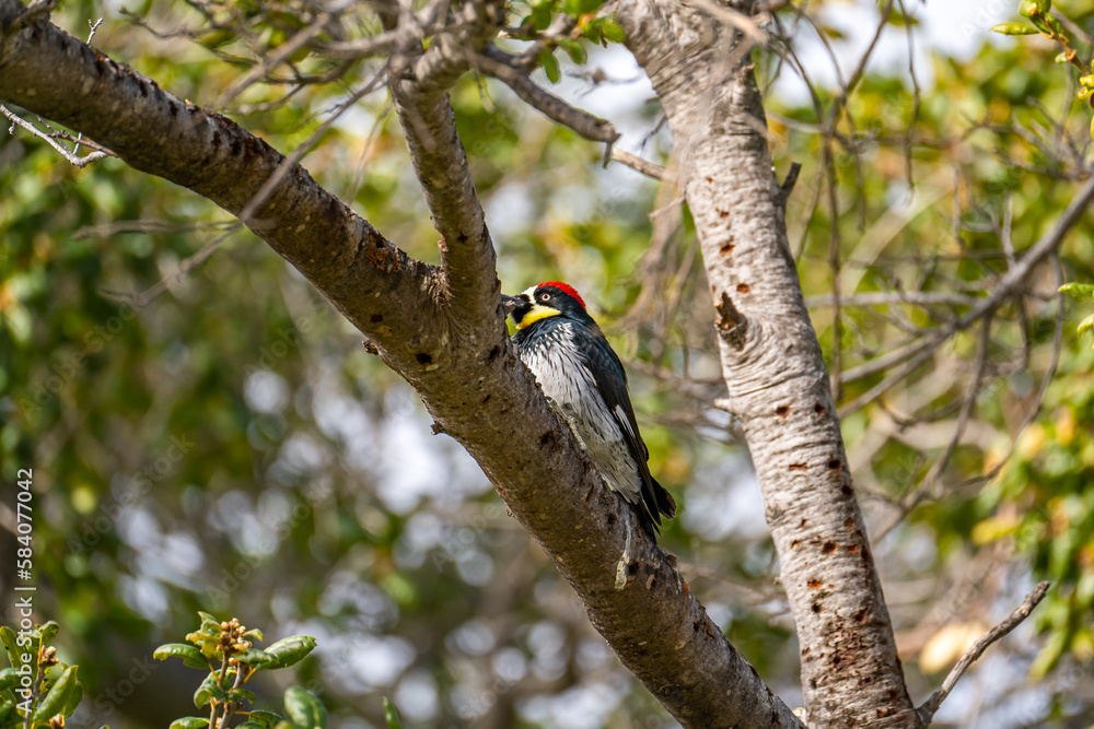 Acorn woodpecker sitting on a tree, California Acorn woodpecker sitting on a tree, California