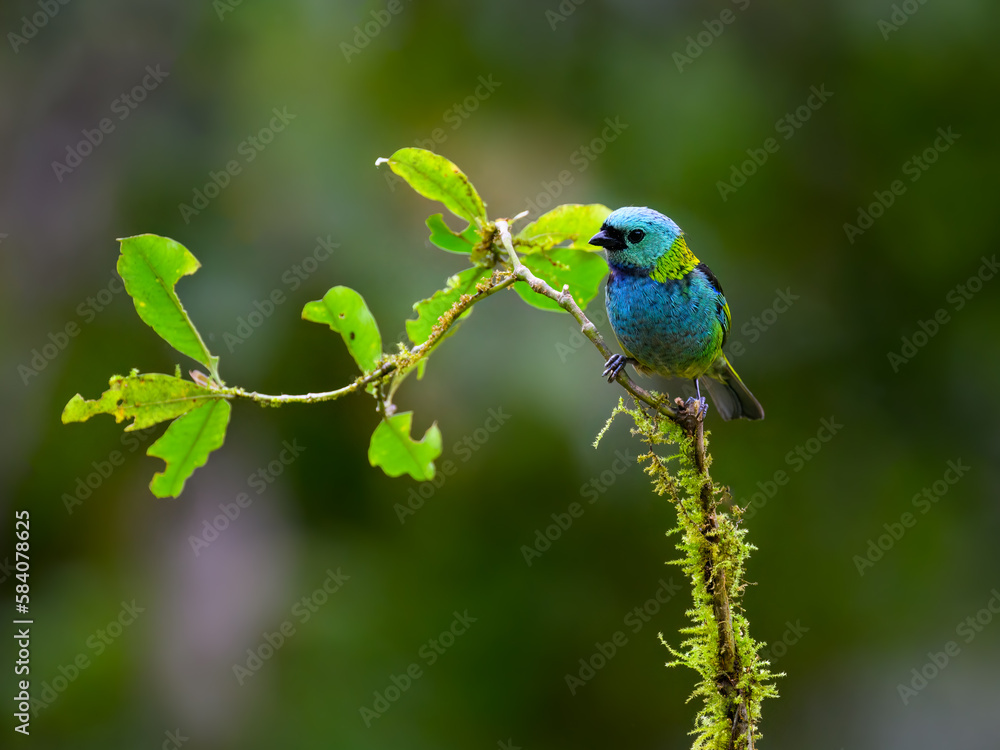 Obraz premium Green-headed Tanager portrait on a plant against green background