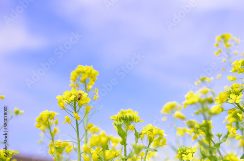 春の訪れ 菜の花畑 © unitaro