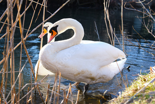 swan Couple in counter light shallow DOF photo