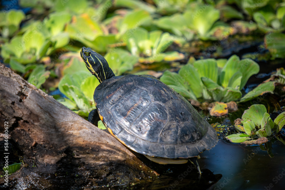 Obraz premium Turtle