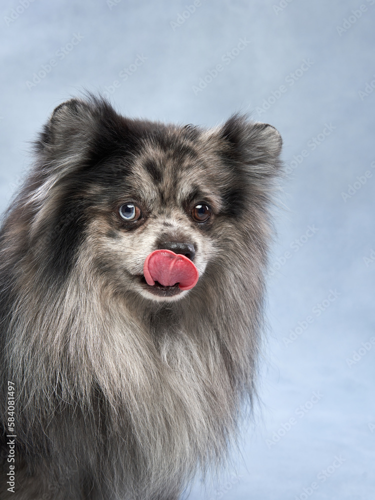 Marble fluffy dog on a blue background. Pomeranian portrait in studio Marble fluffy dog on a blue background. Pomeranian portrait in studio