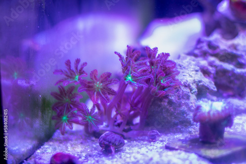Clove Coral.
Clove Polyps are a beautiful soft coral that in many ways resemble both a Xenia and a Pipe Organ. They have soft feathery polyps that sometimes carry either an orange or green highlight. 