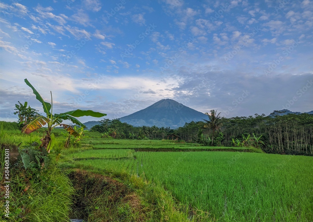 speed, speedometer, rpm, car, auto, vectors, icons, meters, isolated