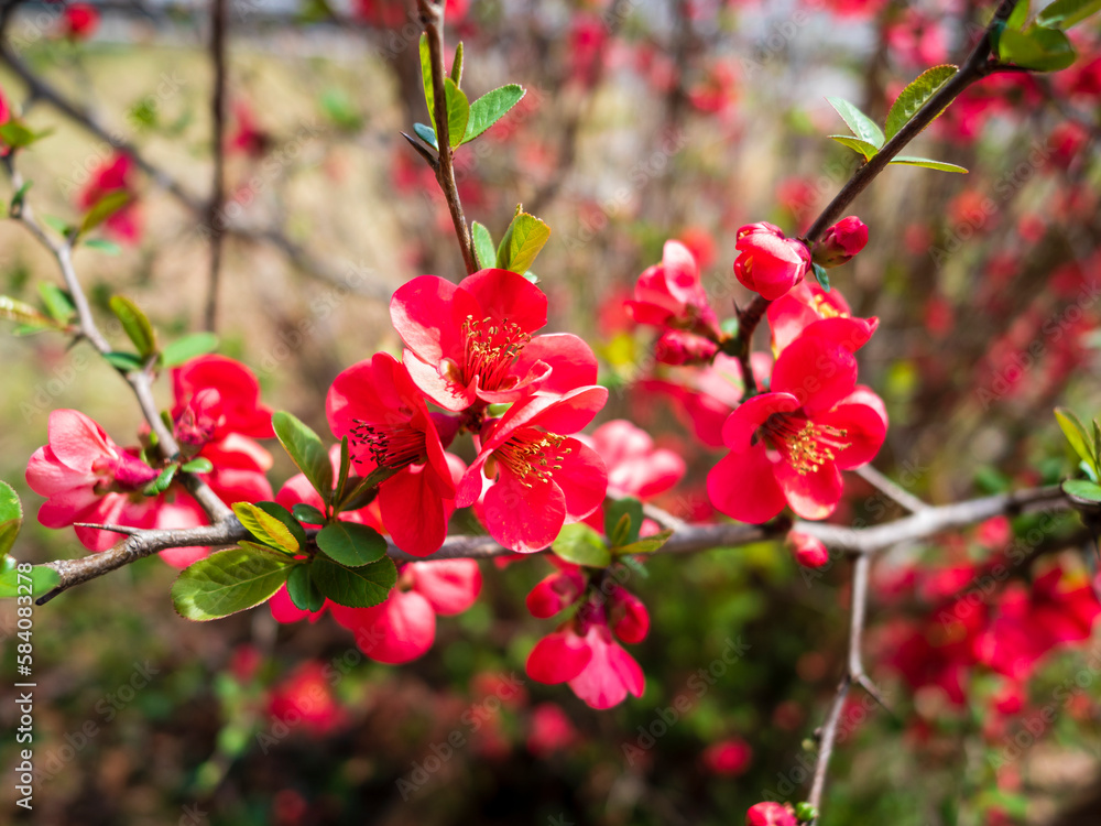 赤いボケの花 赤いボケの花