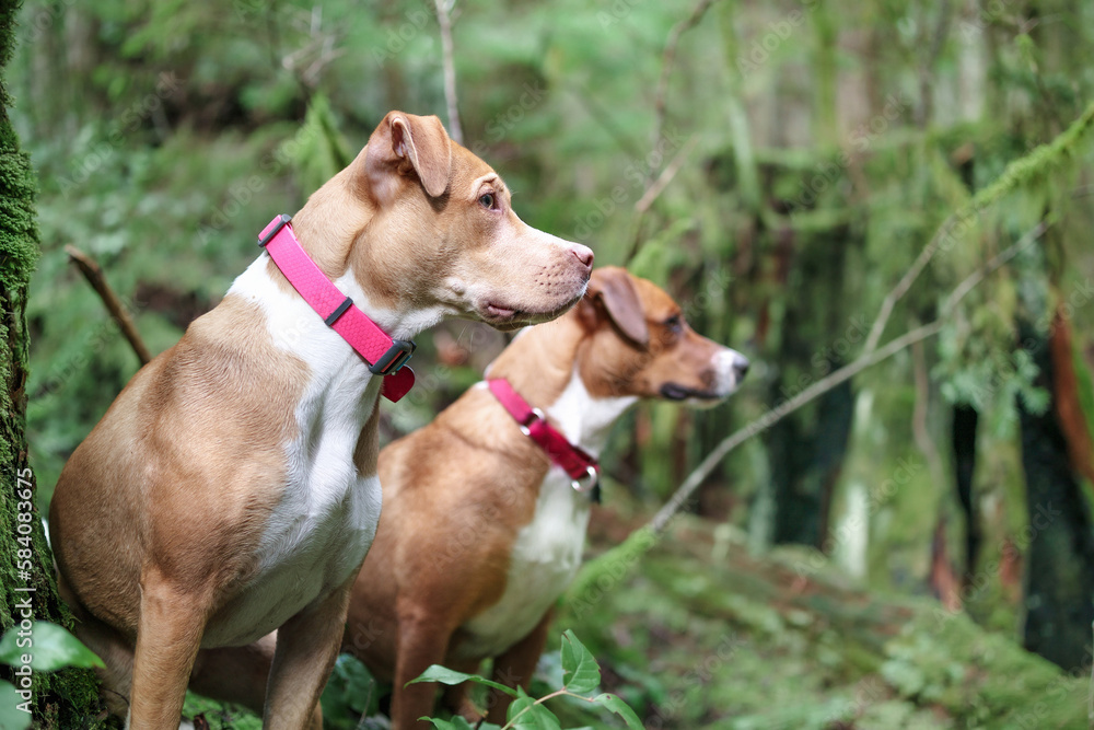 Two dogs sitting in forest while looking at something with hyper focus and intense body language. Side view of puppy dog friends enjoying a nature walk in rainforest. Selective focus on one dog.