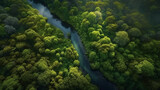 green forest with a river