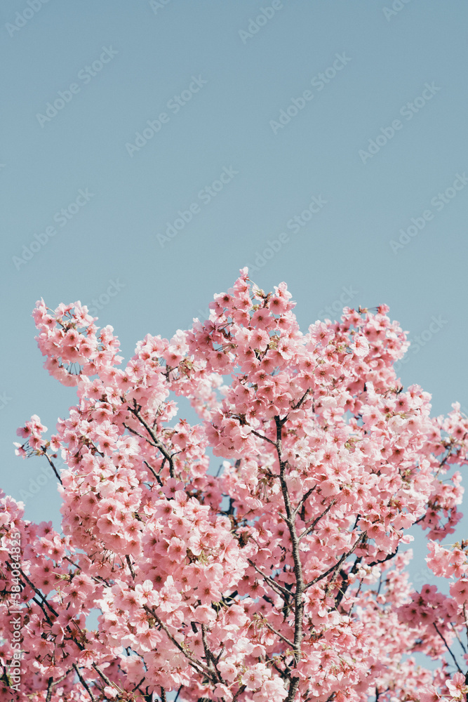 満開の河津桜