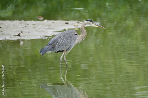 Great Blue Heron wading through a pond