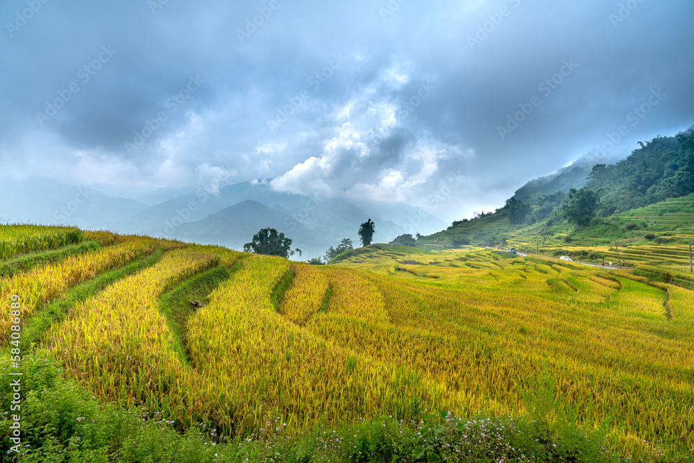 Admire the beautiful terraced fields in Y Ty commune, Bat Xat district, Lao Cai province northwest Vietnam on the day of ripe rice harvest.