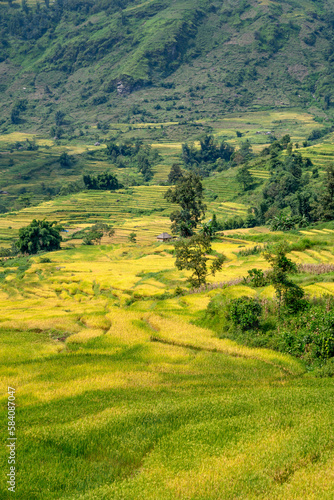 Fototapeta Naklejka Na Ścianę i Meble -  Admire the beautiful terraced fields in Y Ty commune, Bat Xat district, Lao Cai province northwest Vietnam on the day of ripe rice harvest.