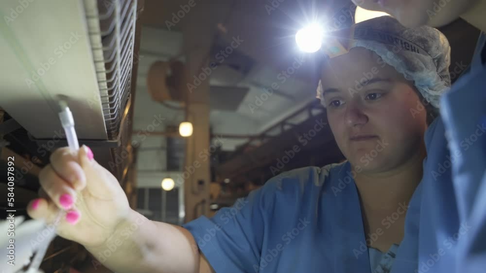 video-stock-checking-the-health-of-the-poultry-plant-hens-checking-the