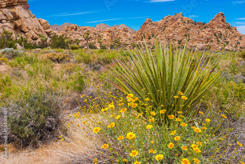 Brittlebush (Encalia farinosa)  and Mojave Yucca( Yucca schidigera) in Hidden Valley, Joshua Tree National Park, California, USA photo