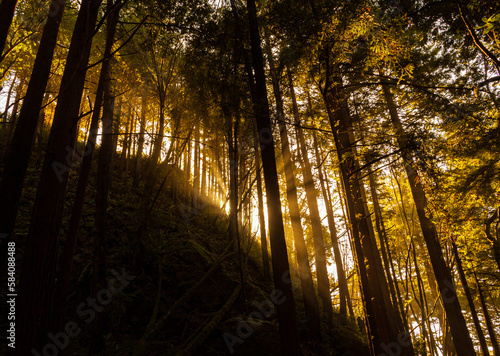 Sunlight Streaming Through Coastal Forest in Limekiln State Park, Big Sur, California, USA photo