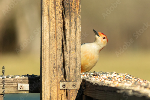 This cute little red-bellied woodpecker seems to be playing peek-a-boo with us. He hides behind this wooden post and keeps looking out. I love the patch of red on his head with his long black beak.