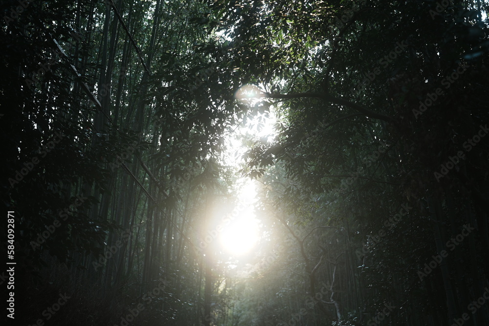 嵐山の竹林 嵐山の竹林
