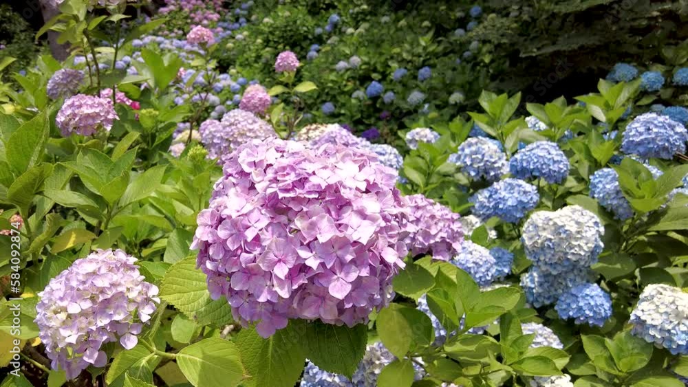hydrangea suguk flower blooming in taejongsa buddhist temple, Taejongdae, Busan, South Korea, Asia hydrangea suguk flower blooming in taejongsa buddhist temple, Taejongdae, Busan, South Korea, Asia