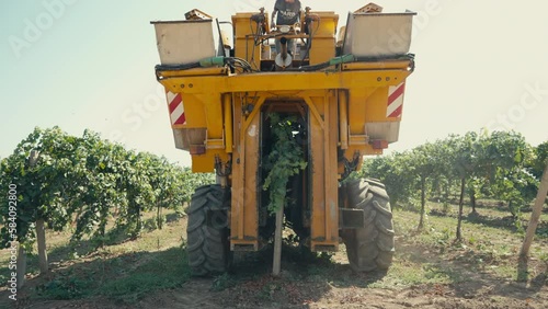 Industrial harvester machine collecting the grapes from the young trees. Machine collecting the harvest at the agricultural plantation. Machine collecting the berry harvest at the field.