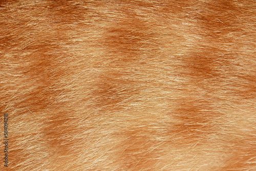 Orange cat hair, full frame orange fur, for the background.