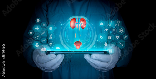 Nephrology, medical care for kidney problems. Kidneys, bladder and prostate, kidney pain, kidney cysts, kidney failure. Organ donor. Doctor with tablet, technology concept. photo