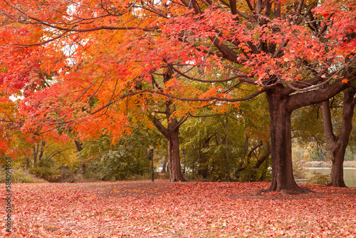 Photography Autumn scenes at prospect park in Brooklyn, New York City.