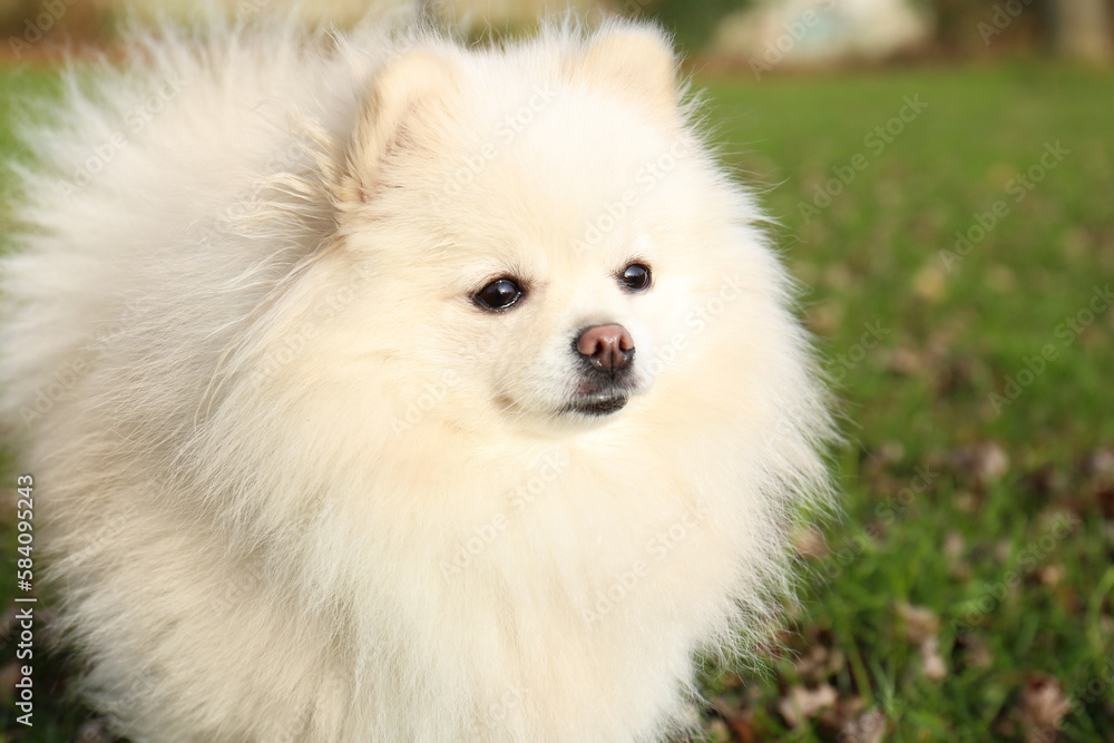 Cute fluffy Pomeranian dog on green grass outdoors, space for text. Lovely pet Cute fluffy Pomeranian dog on green grass outdoors, space for text. Lovely pet