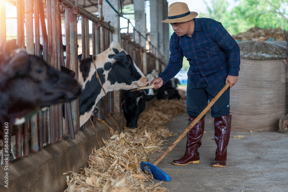 Dairy farmer holding cow's head in his farm he loves cows Dairy farmer holding cow's head in his farm he loves cows