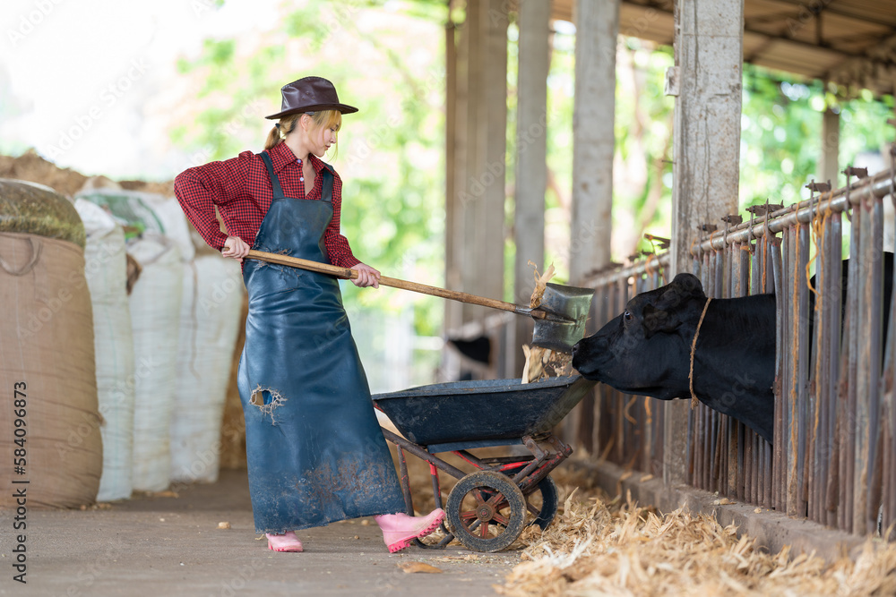 Portrait of Happy Asian farmer woman feeding cows in cowshed on dairy farm. Agriculture industry, farming, people, technology and animal husbandry concept.
