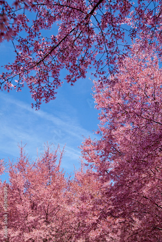 Cherry blossom trees in Flushing Meadows Corona Park at New York City