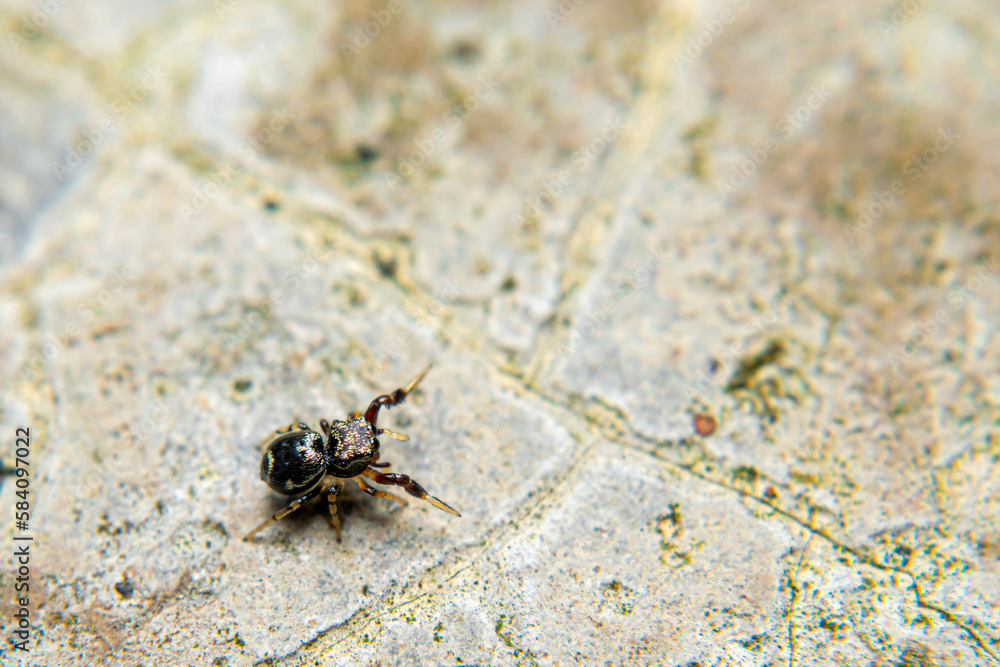 Jumping spiders are a group of spiders that are known for their ability to jump several times their own body length. They are typically small in size, with most species ranging from 1 to 25 mm in leng Jumping spiders are a group of spiders that are known for their ability to jump several times their own body length. They are typically small in size, with most species ranging from 1 to 25 mm in leng