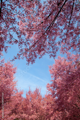 Cherry blossom trees in Flushing Meadows Corona Park at New York City