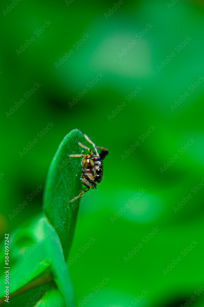 Fototapeta premium Jumping spiders are a group of spiders that are known for their ability to jump several times their own body length. They are typically small in size, with most species ranging from 1 to 25 mm in leng